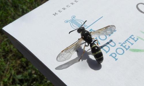 Réf. 204 836 : Symmorphus murarius